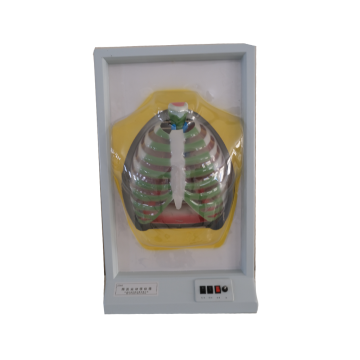 膈肌运动模拟器