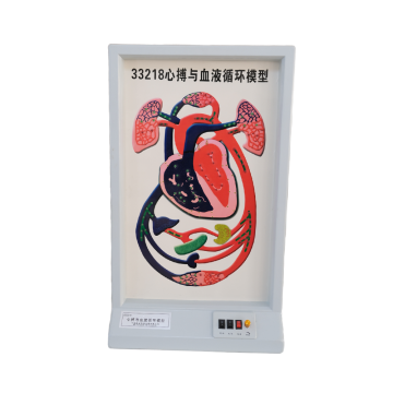 心博与血液循环模型